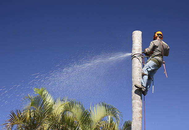 Best Leaf Removal  in Hector, MN